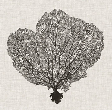 Shadow Sea Fan 1