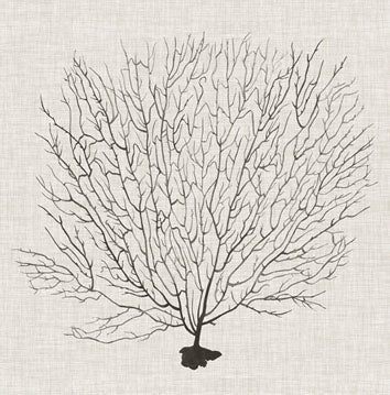 Shadow Sea Fan 2