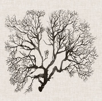 Shadow Sea Fan 3