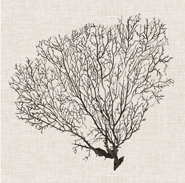 Shadow Sea Fan 4