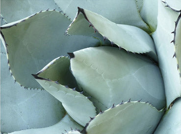 Agave Detail 1