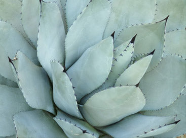 Agave Detail 4
