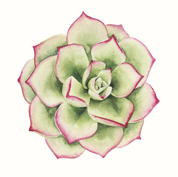 Tropical Plant 4