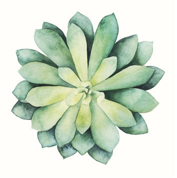 Tropical Plant 6