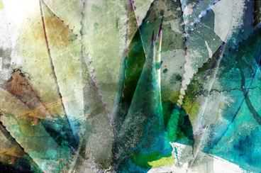 Agave Abstract 2