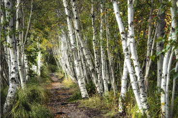 A Walk Through the Birch Trees