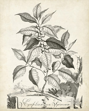 Scenic Botanical 3