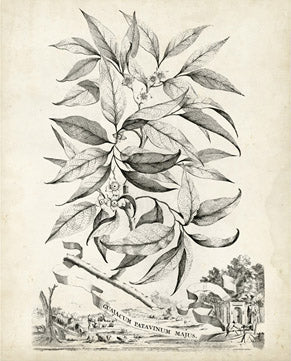 Scenic Botanical 4