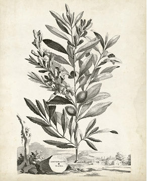 Scenic Botanical 6