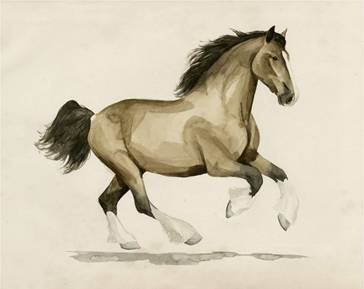 Clydesdale 1
