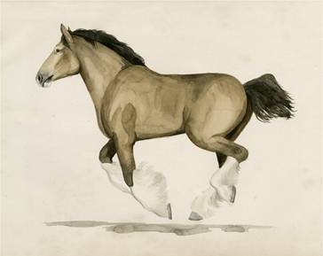 Clydesdale 2