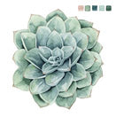 Succulent Swatches 1