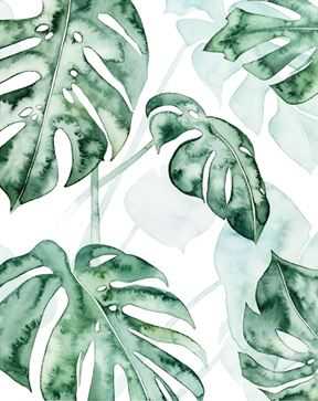Split Leaf 2