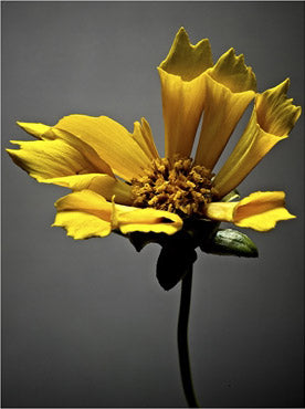 Studio Flowers 10