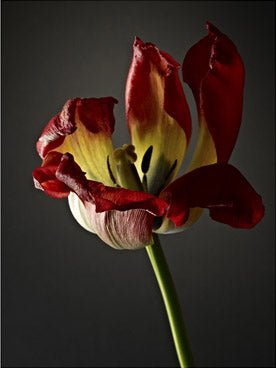Studio Flowers 12