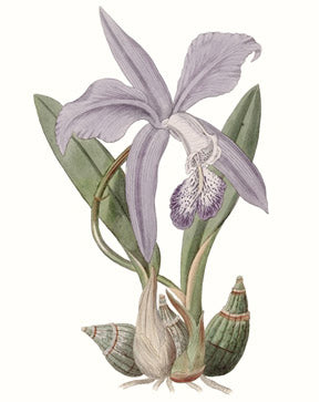 Lavender Beauties 4
