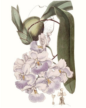 Lavender Beauties 5