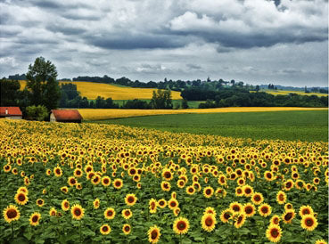 Pastoral Countryside 4