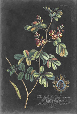 Dramatic Royal Botanical 4