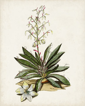 Antique Botanical Study 1