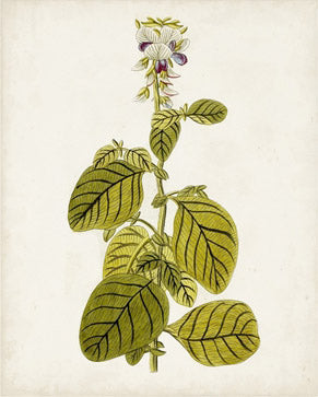 Antique Botanical Study 7