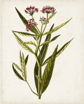 Antique Botanical Study 8