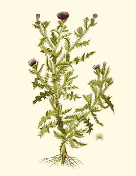 Olive Greenery 2