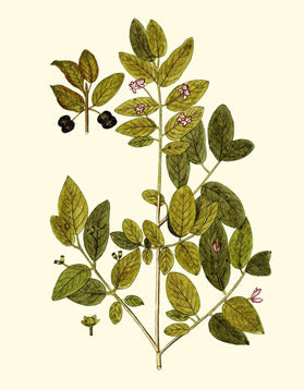 Olive Greenery 7