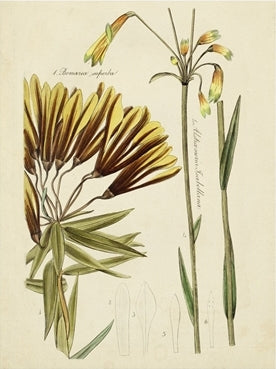 Antique Botanical Sketch 2