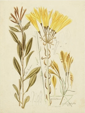 Antique Botanical Sketch 4