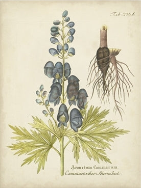 Eloquent Botanical 2