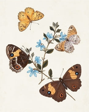 Butterflies & Moths 1