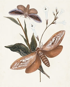 Butterflies & Moths 2