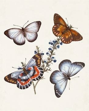 Butterflies & Moths 3