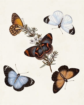 Butterflies & Moths 4