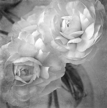Dark Ranunculus 1