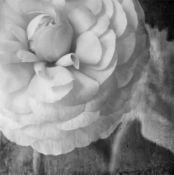 Dark Ranunculus 2