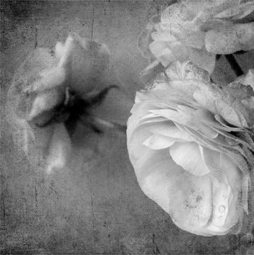Dark Ranunculus 3
