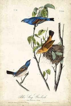Blue Song Grosbeak