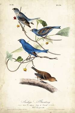 Indigo Bunting