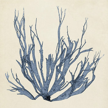 Coastal Seaweed 1