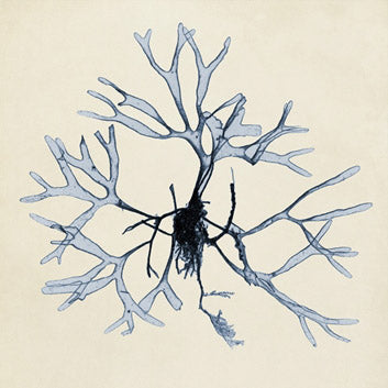 Coastal Seaweed 2