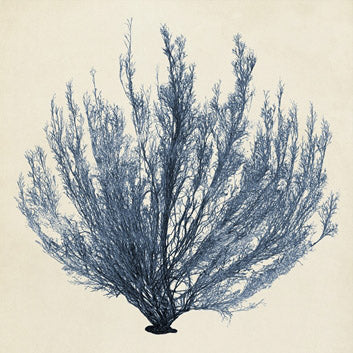Coastal Seaweed 3