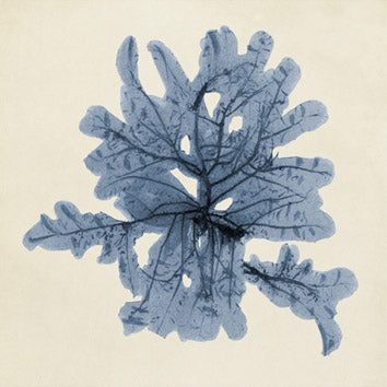 Coastal Seaweed 4
