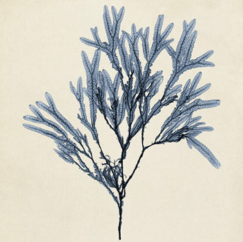 Coastal Seaweed 8