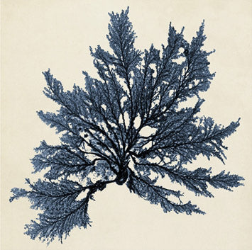 Coastal Seaweed 9