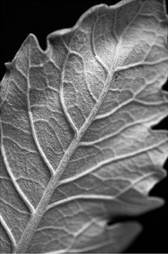 Striking Leaf 1