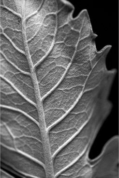 Striking Leaf 2