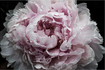 Pinky Peony Passion 1