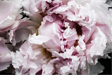 Pinky Peony Passion 2
